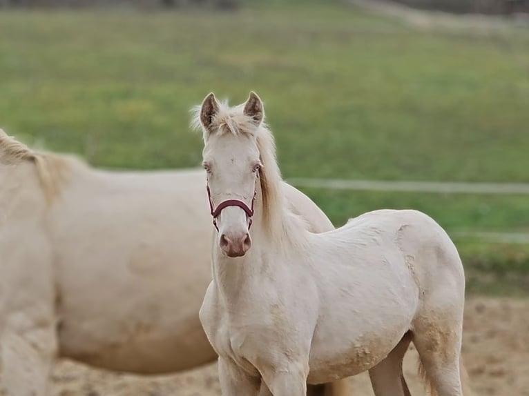 PRE Mare Foal (05/2025) 13,1 hh Perlino in Visz