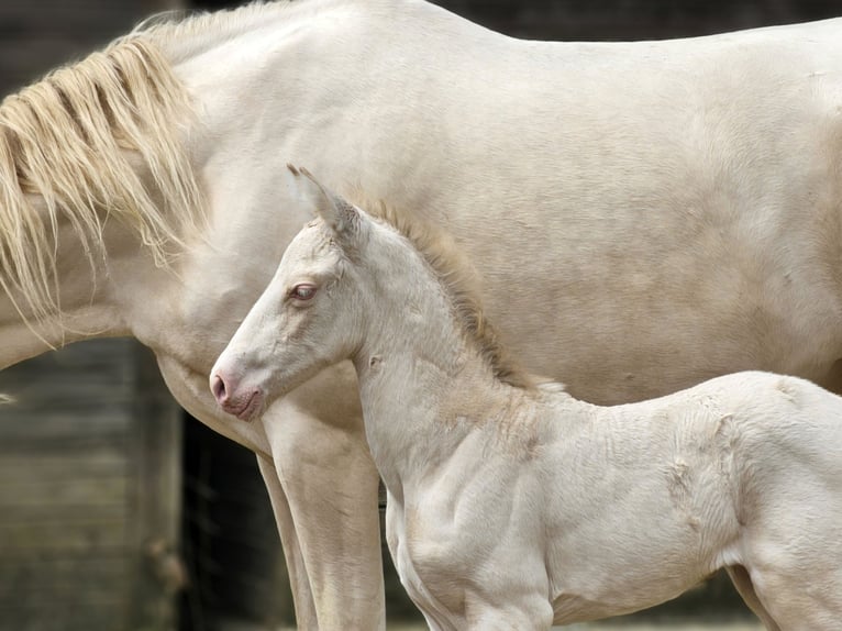 PRE Mare Foal (07/2025) 13,1 hh Perlino in Visz