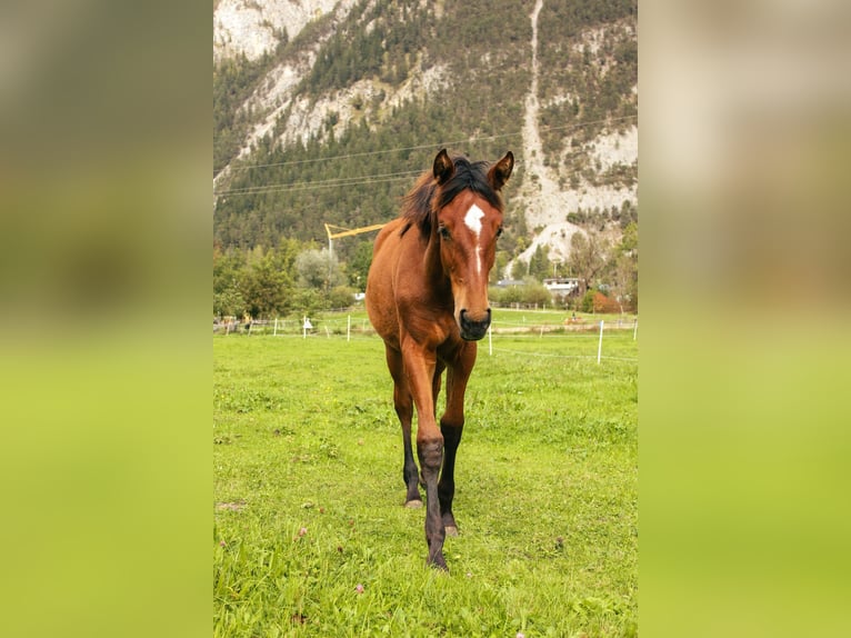 PRE Mare Foal (02/2025) 13,2 hh Brown in Nassereith PRE Mare Foal (02/2025) 13,2 hh Brown in Nassereith