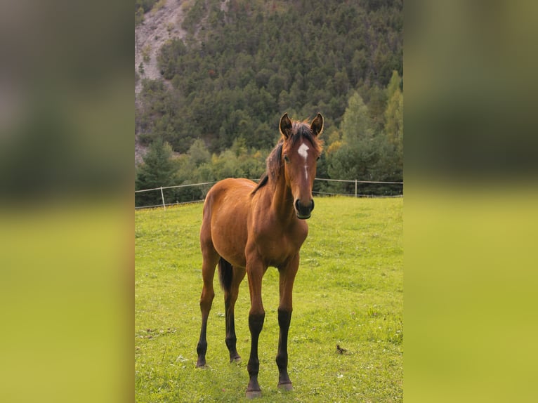 PRE Mare Foal (02/2025) 13,2 hh Brown in Nassereith PRE Mare Foal (02/2025) 13,2 hh Brown in Nassereith
