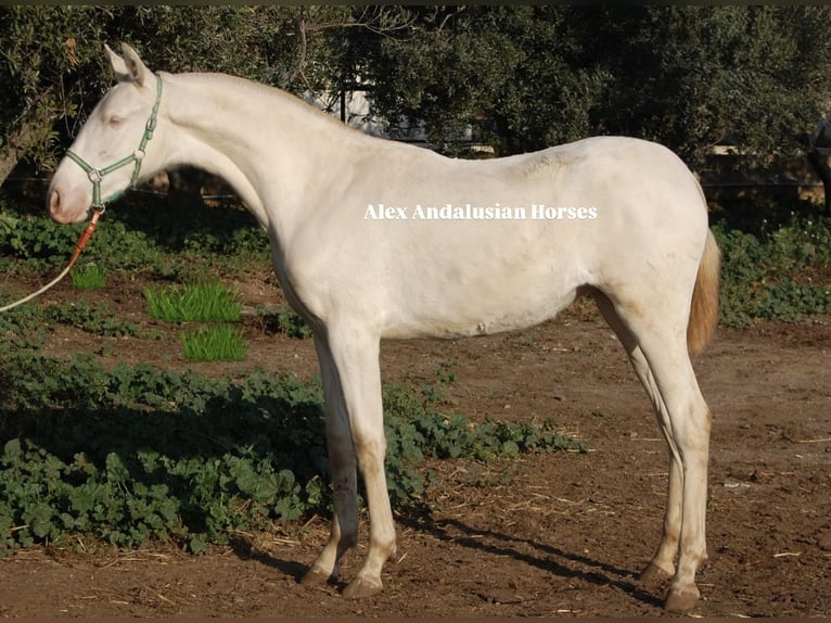 PRE Mare Foal (11/2025) 14,2 hh Perlino in Sevilla