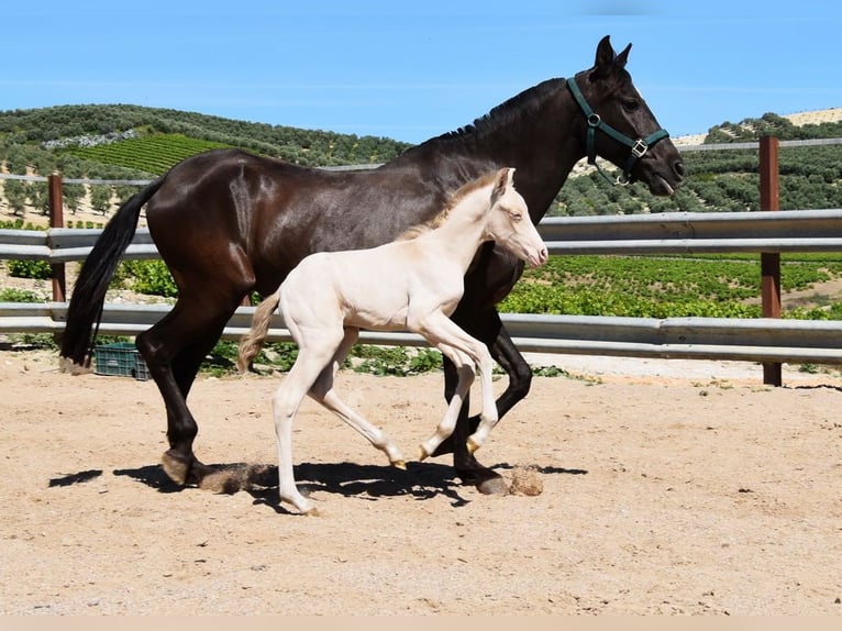 PRE Mare Foal (04/2024) 15,2 hh Black in Provinz Cordoba
