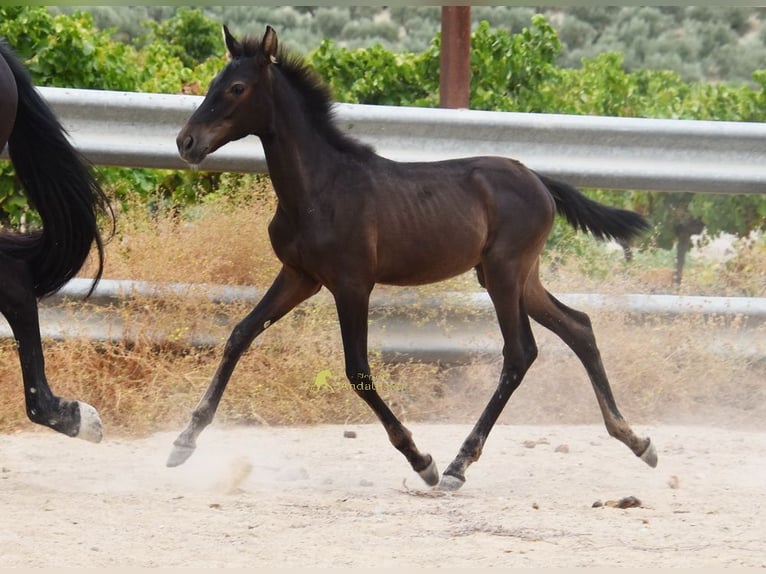 PRE Mare Foal (04/2026) 15.2 hh Black in Provinz Cordoba