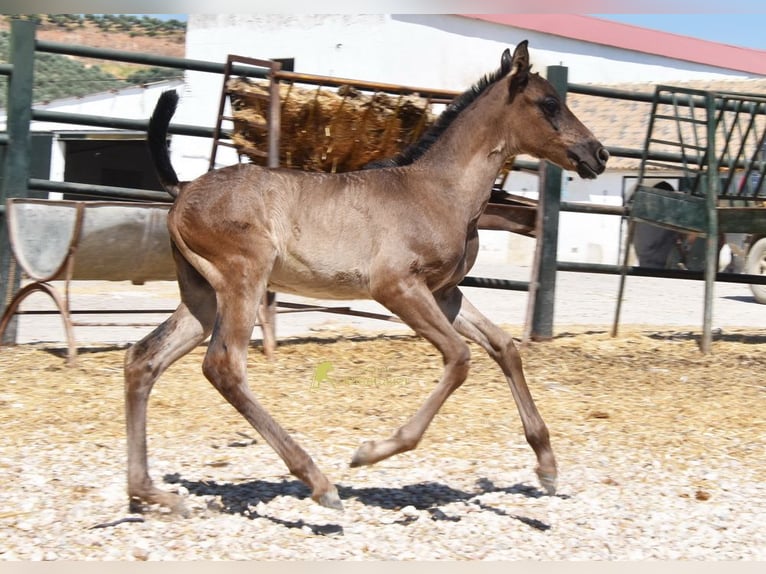 PRE Mare Foal (04/2026) 15.2 hh Black in Provinz Cordoba