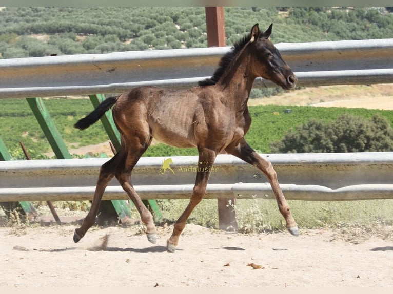 PRE Mare Foal (04/2026) 15.2 hh Black in Provinz Cordoba