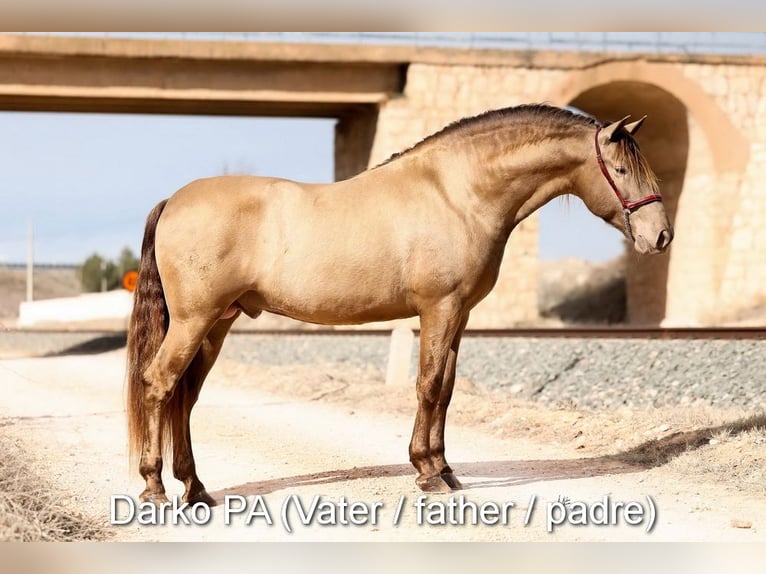 PRE Mare Foal (02/2026) 15.2 hh Brown in Magdalensberg