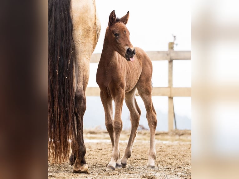 PRE Mare Foal (02/2026) 15.2 hh Brown in Magdalensberg