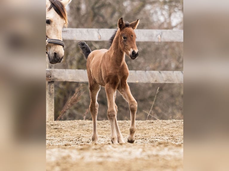 PRE Mare Foal (02/2026) 15.2 hh Brown in Magdalensberg