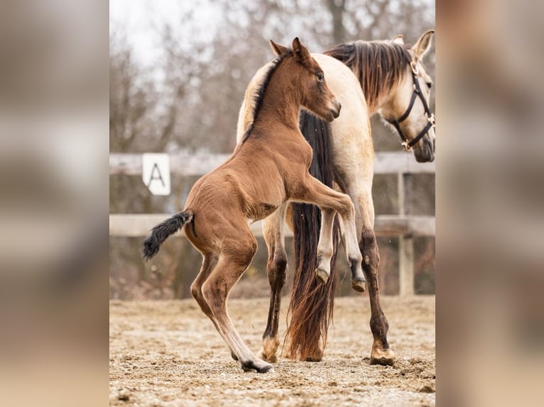 PRE Mare Foal (02/2026) 15.2 hh Brown in Magdalensberg