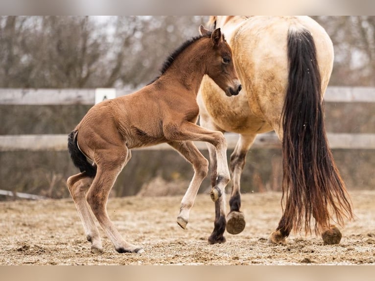 PRE Mare Foal (02/2026) 15.2 hh Brown in Magdalensberg