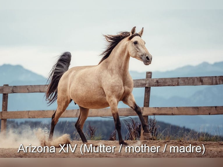 PRE Mare Foal (02/2026) 15.2 hh Brown in Magdalensberg