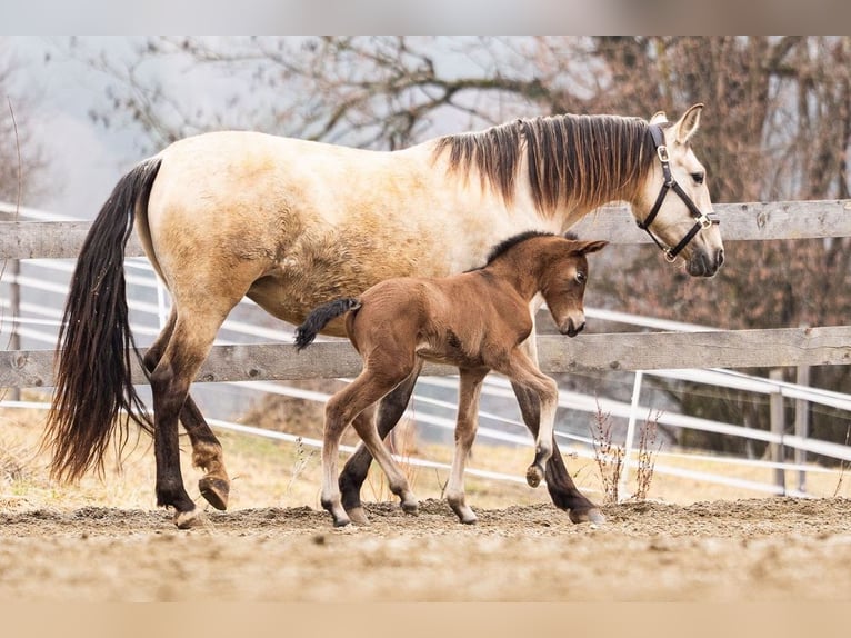 PRE Mare Foal (02/2026) 15.2 hh Brown in Magdalensberg