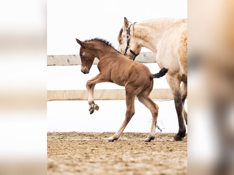 PRE Mare Foal (02/2026) 15.2 hh Brown in Magdalensberg
