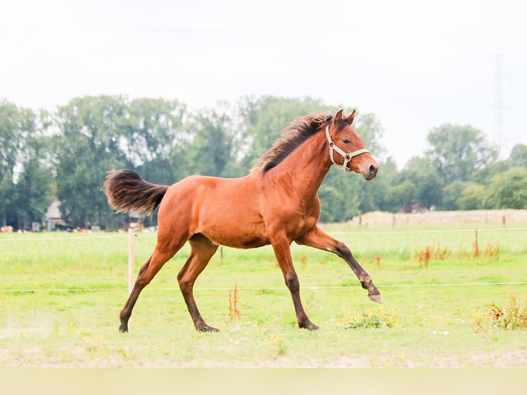 PRE Mare Foal (01/2024) 15,2 hh Brown-Light in Hoevenen