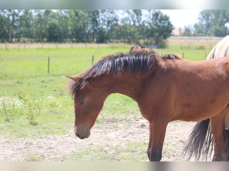 PRE Mare Foal (01/2024) 15,2 hh Brown-Light in Hoevenen