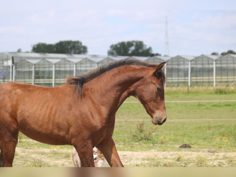 PRE Mare Foal (01/2024) 15,2 hh Brown-Light in Hoevenen