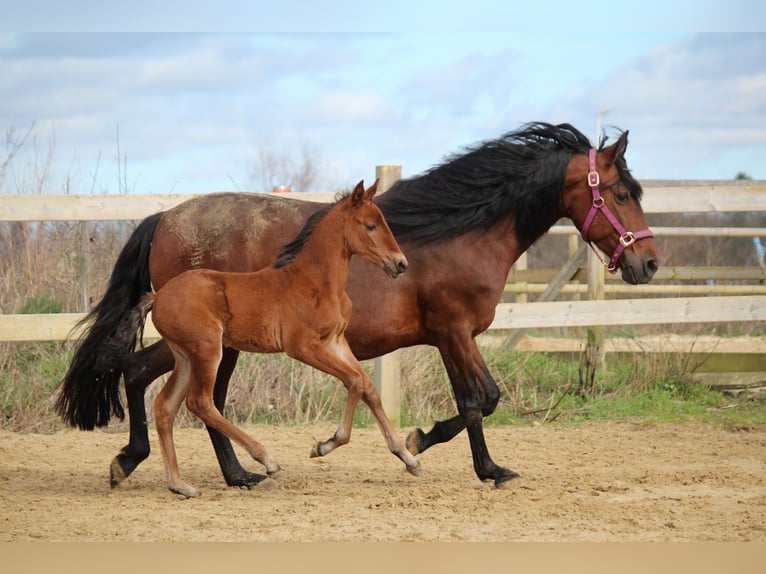 PRE Mix Mare Foal (02/2024) 15,2 hh Brown-Light in Elen