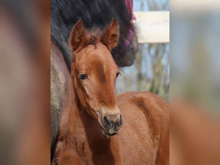 PRE Mix Mare Foal (02/2024) 15,2 hh Brown-Light in Elen