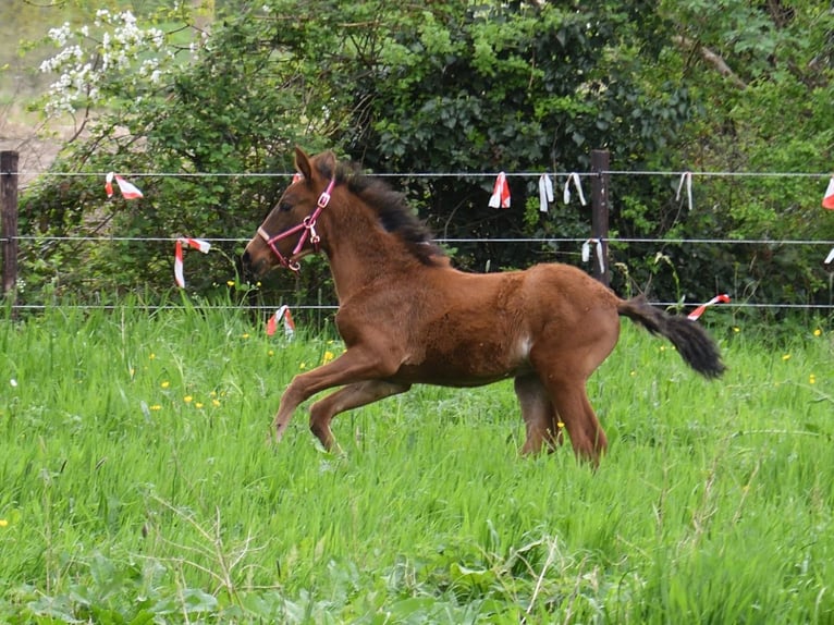 PRE Mix Mare Foal (02/2024) 15,2 hh Brown-Light in Elen