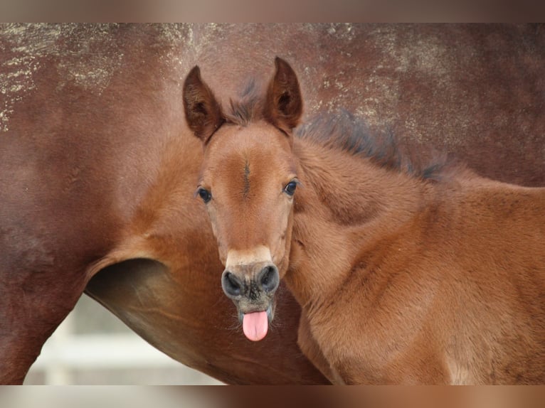 PRE Mix Mare Foal (02/2024) 15,2 hh Brown-Light in Elen