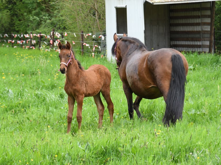 PRE Mix Mare Foal (02/2024) 15,2 hh Brown-Light in Elen