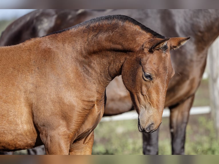 PRE Mare Foal (09/2024) 15,2 hh Brown in Courtomer