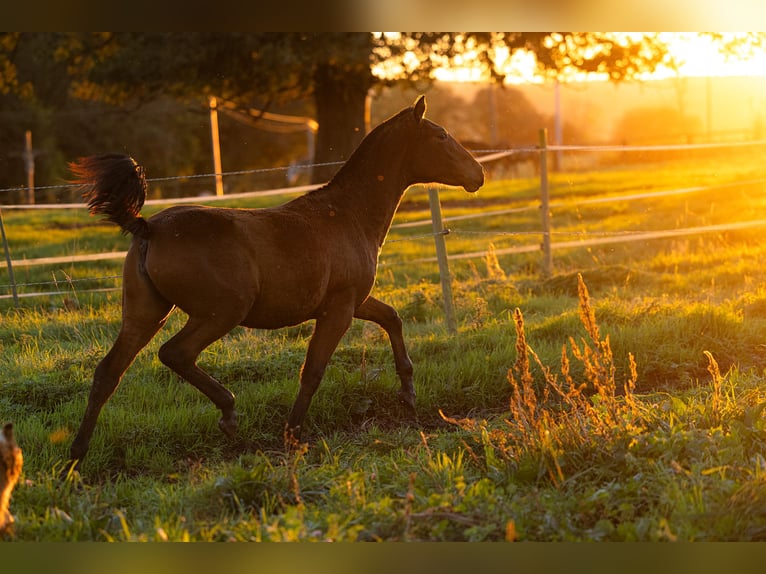 PRE Mare Foal (09/2024) 15,2 hh Brown in Courtomer