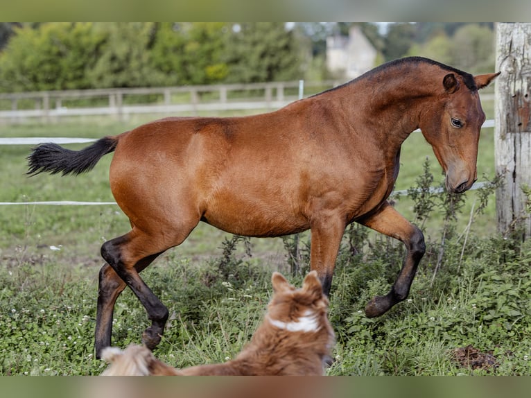 PRE Mare Foal (09/2024) 15,2 hh Brown in Courtomer