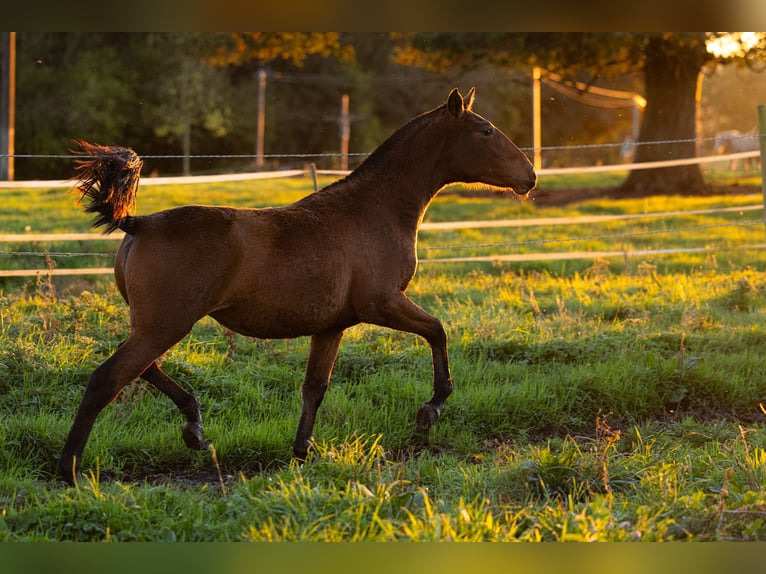 PRE Mare Foal (09/2024) 15,2 hh Brown in Courtomer