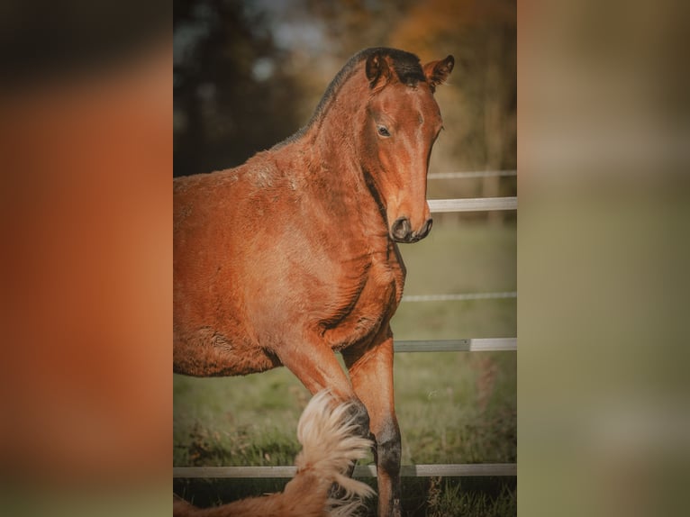 PRE Mare Foal (09/2024) 15,2 hh Brown in Courtomer