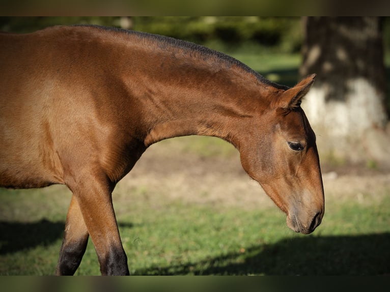 PRE Mare Foal (09/2024) 15,2 hh Brown in Courtomer