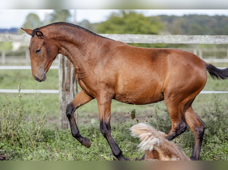 PRE Mare Foal (09/2024) 15,2 hh Brown in Courtomer