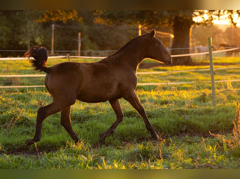 PRE Mare Foal (09/2024) 15,2 hh Brown in Courtomer