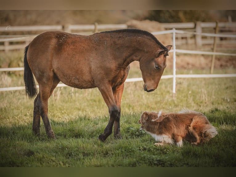 PRE Mare Foal (09/2024) 15,2 hh Brown in Courtomer