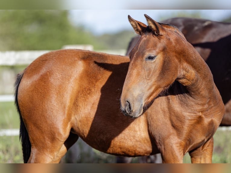 PRE Mare Foal (09/2024) 15,2 hh Brown in Courtomer