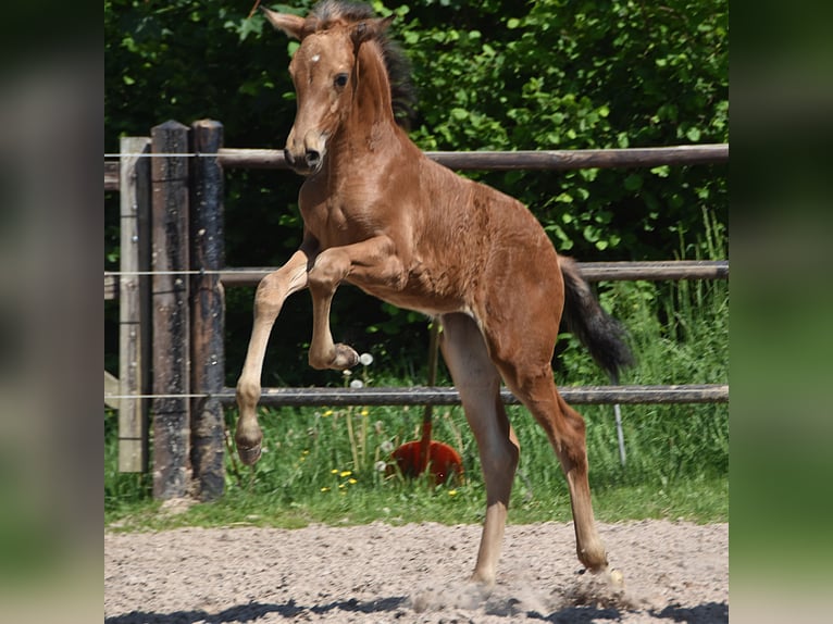 PRE Mare Foal (04/2026) 15.2 hh Buckskin in Dochamps