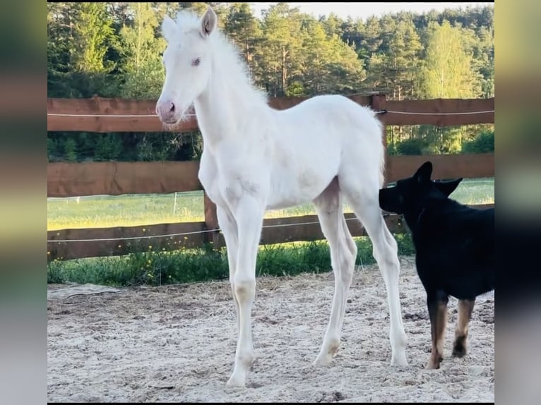 PRE Mare Foal (04/2026) 15.2 hh Cremello in Gößweinstein