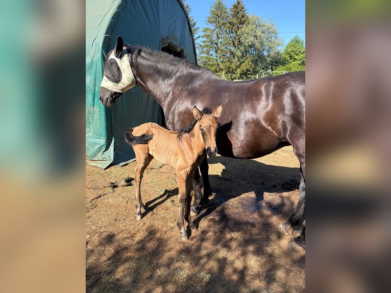 PRE Mare Foal (05/2026) 15.2 hh Dun in Aldingen