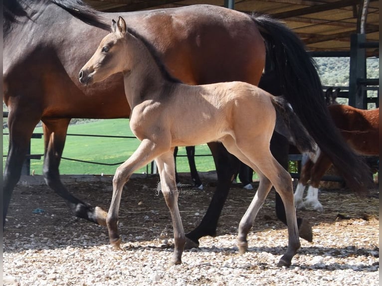 PRE Mare Foal (03/2026) 15.2 hh Dun in Provinz Cordoba