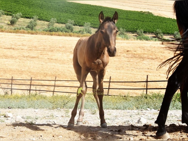 PRE Mare Foal (03/2026) 15.2 hh Dun in Provinz Cordoba