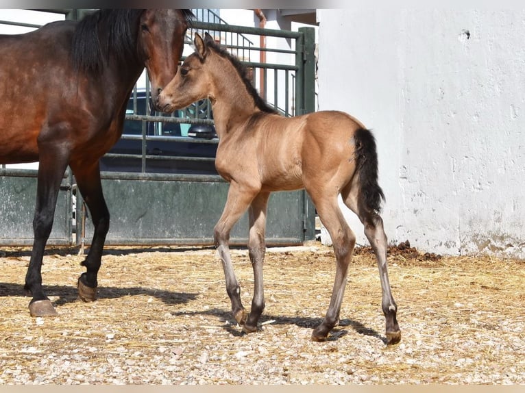 PRE Mare Foal (03/2026) 15.2 hh Dun in Provinz Cordoba
