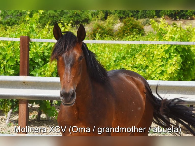 PRE Mare Foal (03/2026) 15.2 hh Dun in Provinz Cordoba