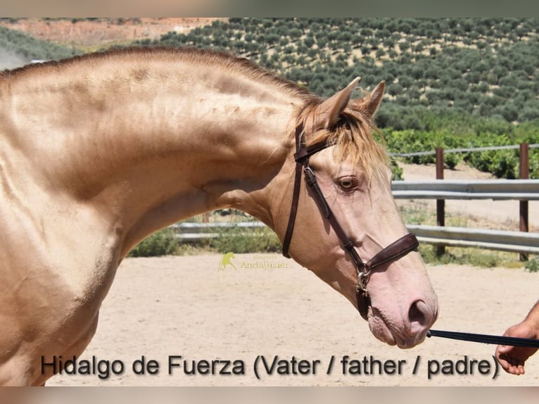 PRE Mare Foal (03/2026) 15.2 hh Dun in Provinz Cordoba