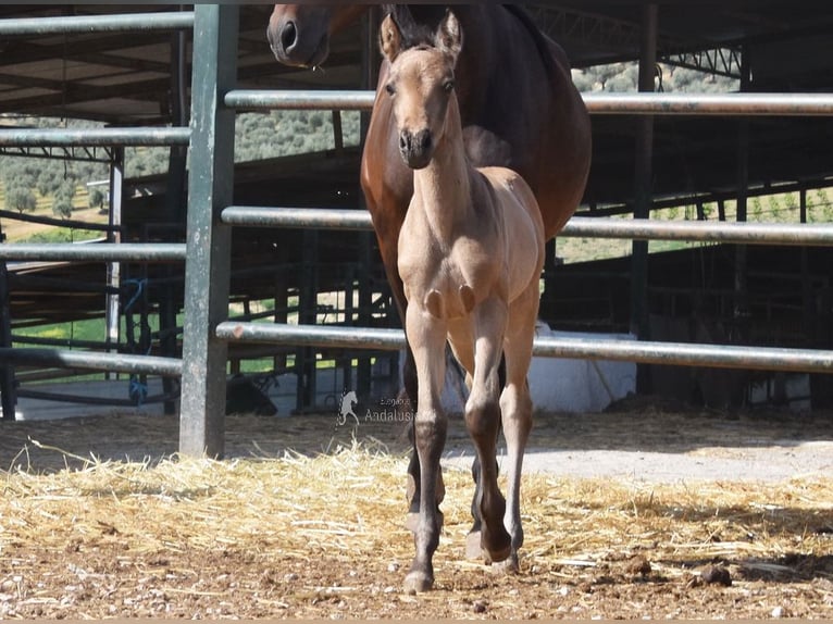 PRE Mare Foal (03/2026) 15.2 hh Dun in Provinz Cordoba