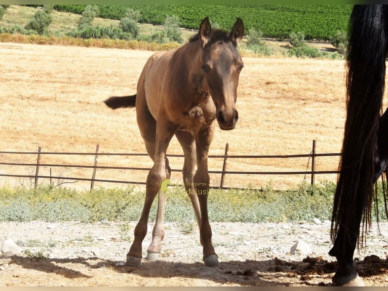 PRE Mare Foal (03/2026) 15.2 hh Dun in Provinz Cordoba