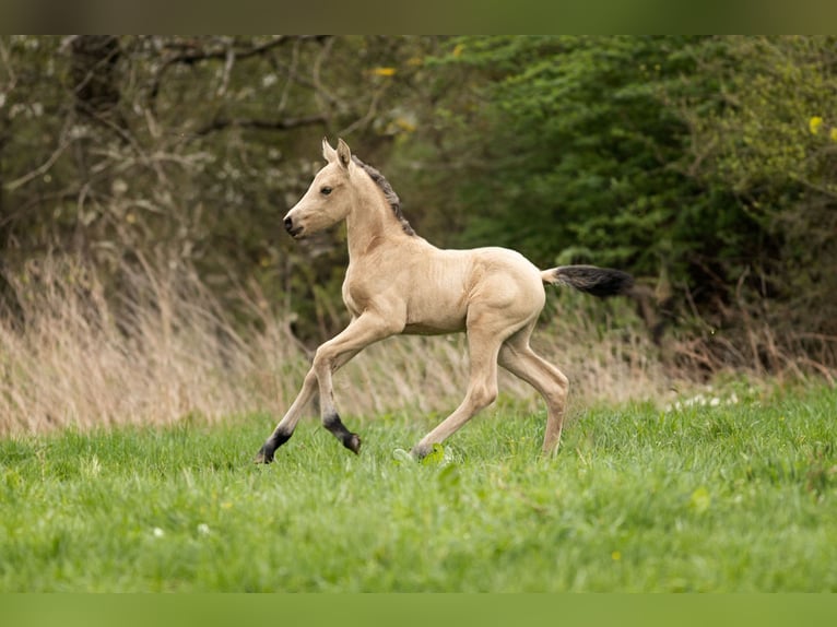 PRE Mare Foal (04/2026) 15.2 hh Dun in Feuchtwangen