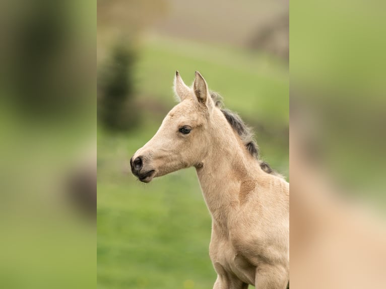 PRE Mare Foal (04/2026) 15.2 hh Dun in Feuchtwangen