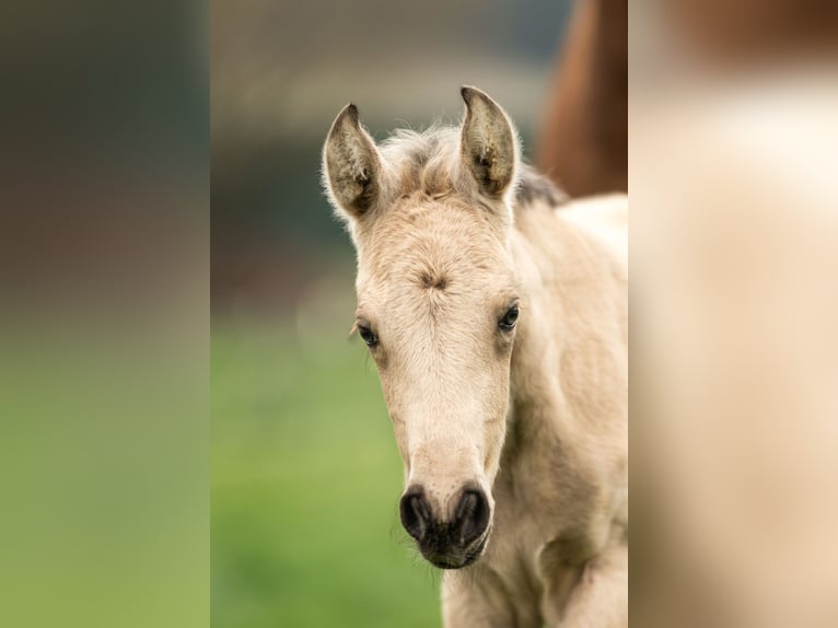 PRE Mare Foal (04/2026) 15.2 hh Dun in Feuchtwangen