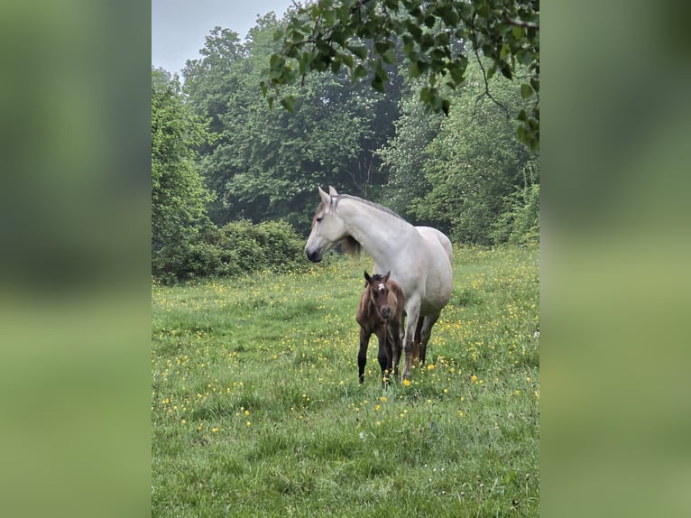 PRE Mare Foal (01/2026) 15.2 hh Grey in Rerik OT Russow