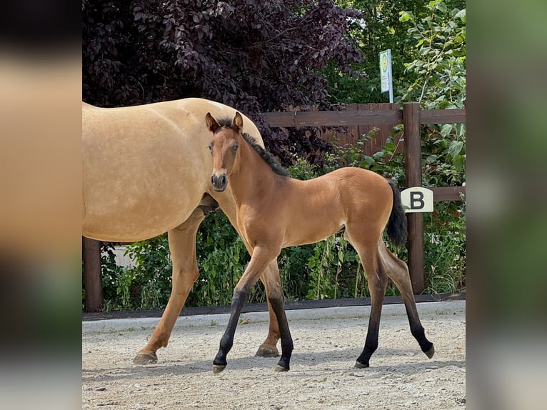 PRE Mare Foal (06/2025) 15,2 hh Pearl in Stahnsdorf